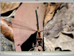 Austroargiolestes amabilis