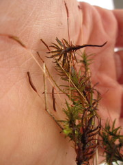 Atrichum flavisetum