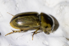 Aphodius