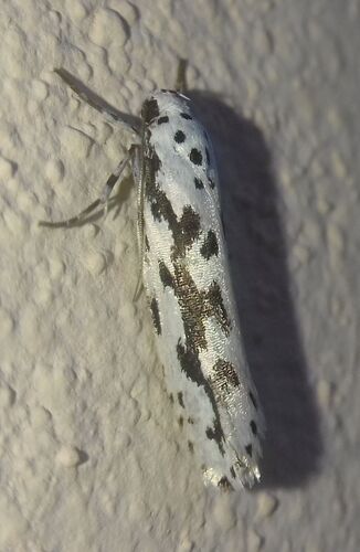 Ethmia pusiella