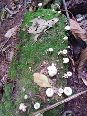 Lentinus