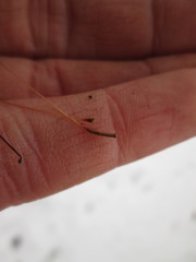 Atrichum flavisetum