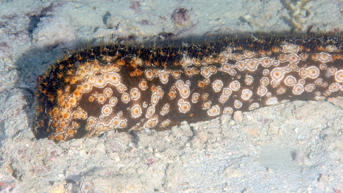 Leopard Sea Cucumber