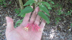 Bauhinia jenningsii