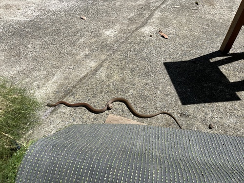 Yellow-faced Whipsnake sighting