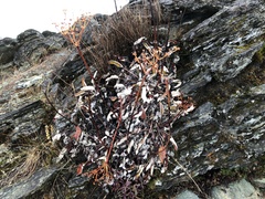 Eriogonum compositum