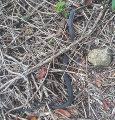 Cubophis cantherigerus