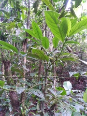 Piper caldense