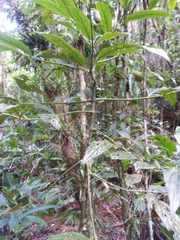 Piper caldense
