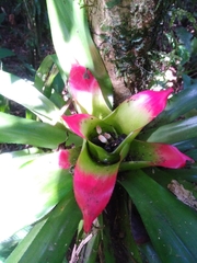 Nidularium innocentii