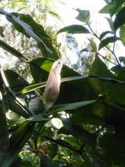 Philodendron propinquum