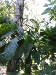 Philodendron propinquum