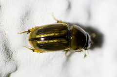 Aphodius