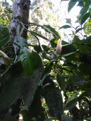 Philodendron propinquum