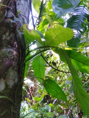 Philodendron propinquum