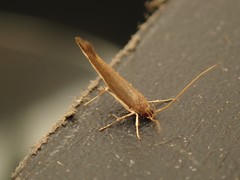 Glaphyristis marmarea