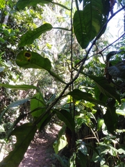 Philodendron propinquum