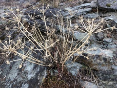 Lomatium macrocarpum