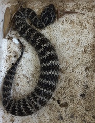 Acanthophis antarcticus