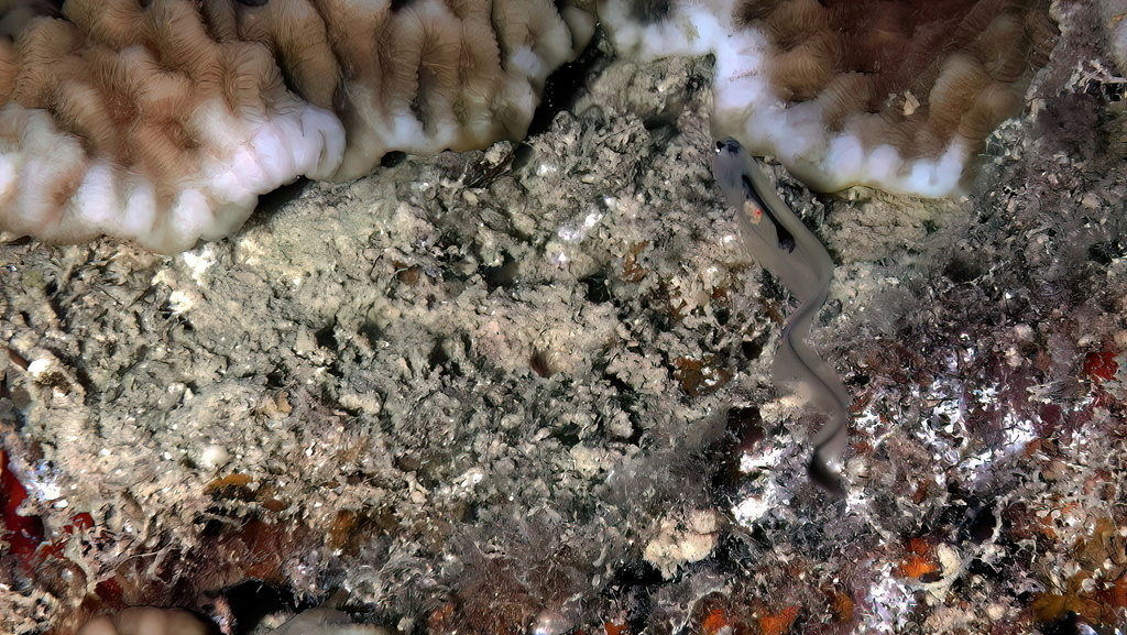 Bivalve pearlfish (Onuxodon fowleri) — Carapidae
