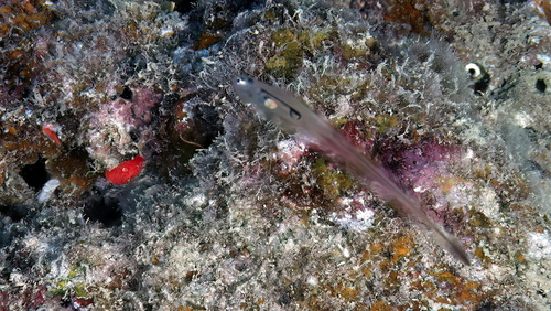 Bivalve pearlfish (Onuxodon fowleri) — Carapidae