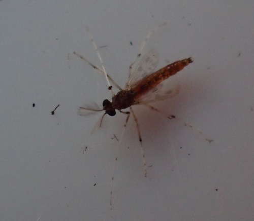 Unknown species found near Water Catchment Area, West Palm Beach, FL, USA