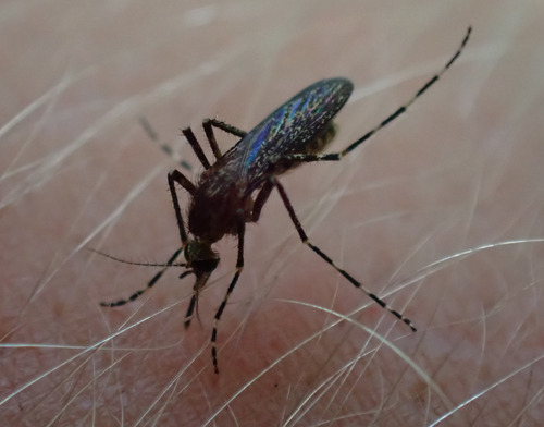 Unknown species found near Water Catchment Area, West Palm Beach, FL, USA