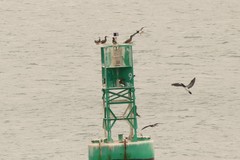 Sula leucogaster leucogaster