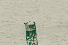 Sula leucogaster leucogaster