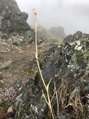 Lomatium dissectum