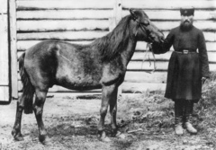 Russian Wild Horse photo 4