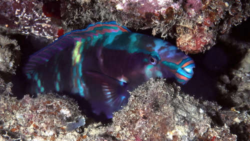 Yellowbar Parrotfish