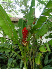 Musa coccinea