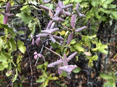 Lonicera hispidula