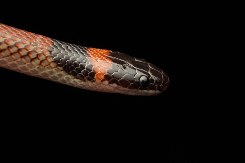 Red-naped Snake sighting