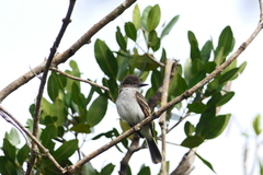 Myiarchus antillarum