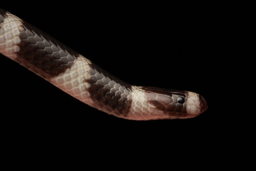 Eastern Bandy Bandy sighting