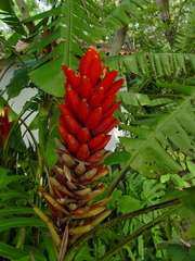 Musa coccinea