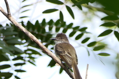 Myiarchus antillarum