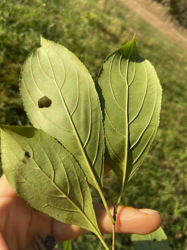 Dahurian Buckthorn (Rhamnus davurica)