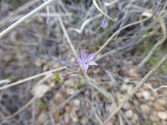 Gilia clokeyi