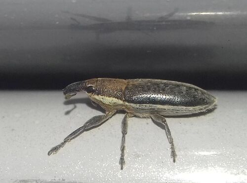 Lixus ochraceus