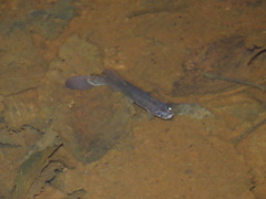 Umbra pygmaea