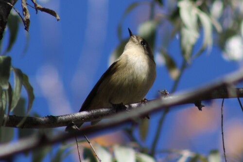 Ruby-crowned Kinglet photographed in Idaho