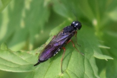 Xiphydriidae