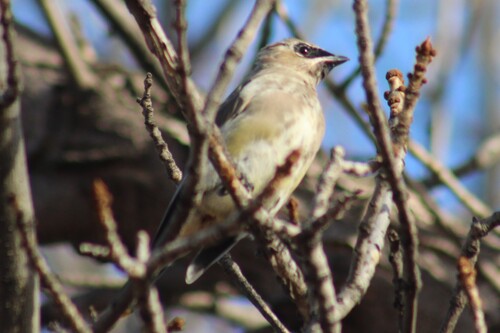 Cedar Waxwing photographed in Idaho