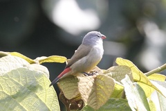 Coccopygia quartinia