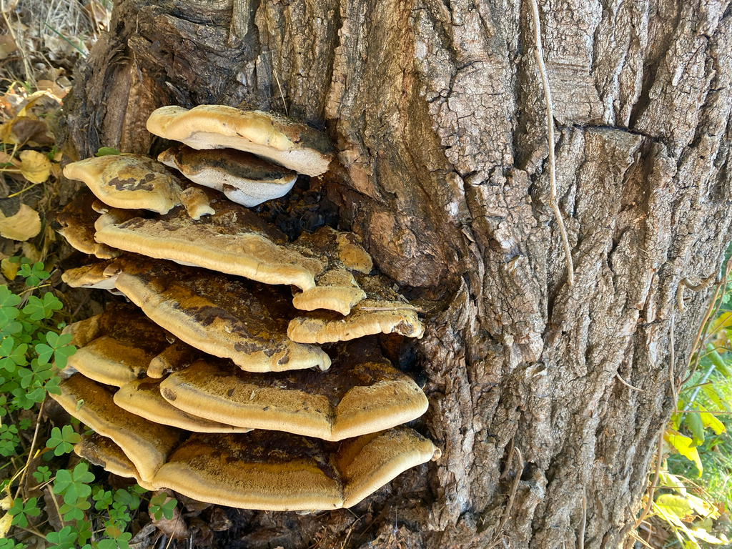 Inonotus munzii