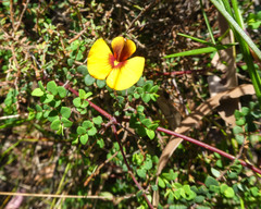 Bossiaea cordigera