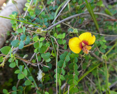 Bossiaea cordigera